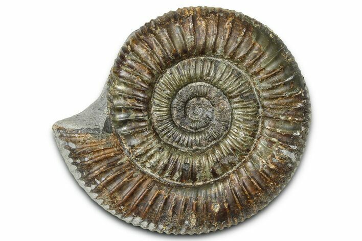 Jurassic Ammonite (Dactylioceras) Fossil - England #362486